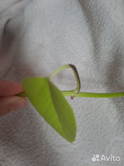 Сциндапсус Neon