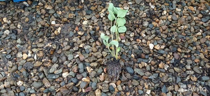 Рассада зкс клубники Мурано Крупный опт предзаказ