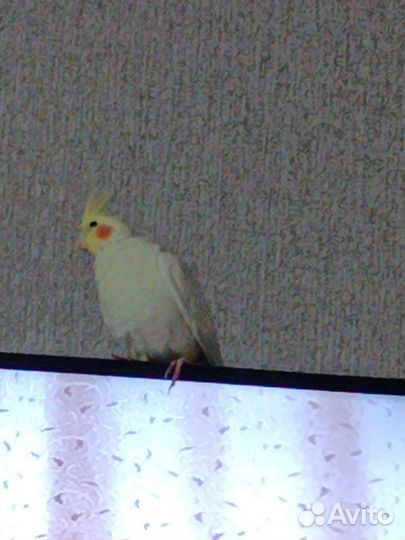 Попугай корелла девочка