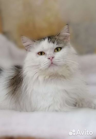 Котик Филимон