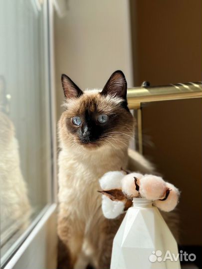 Передержка кошек