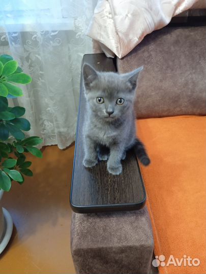 Британская