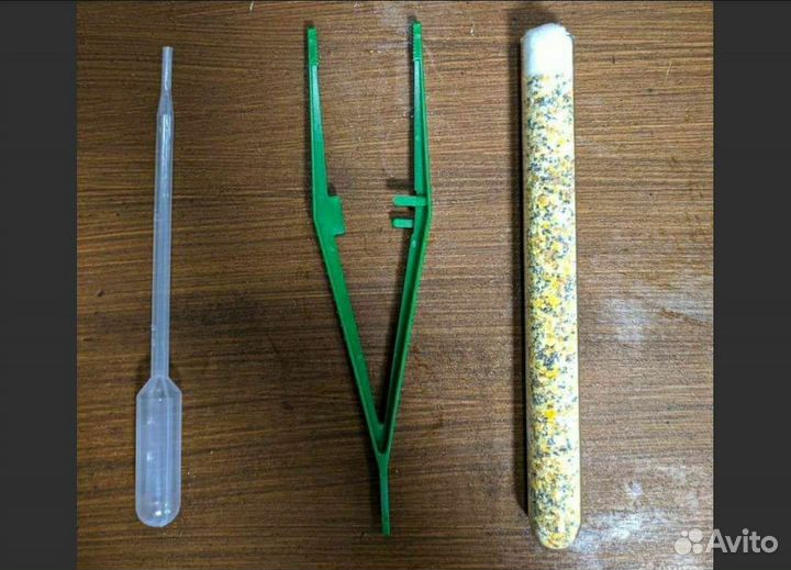 Матка муравьев