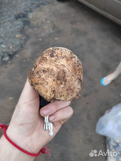 Грибы волуи