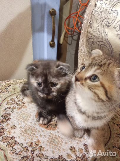 Британский вислоухий