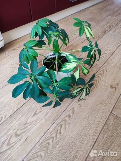 Шефлера герда