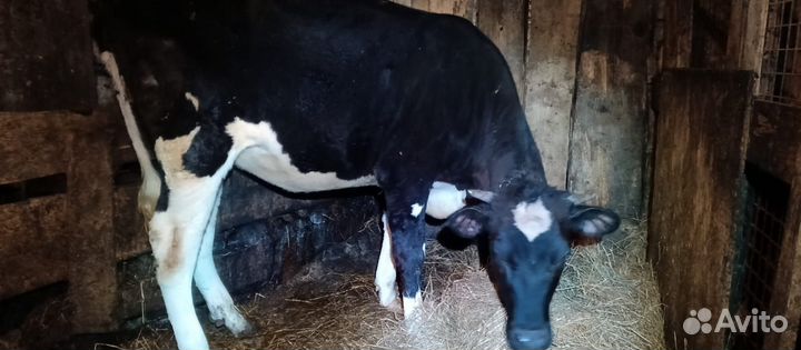 Тëлка Голштинская порода