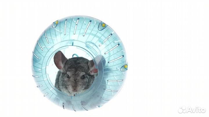Прогулочный шар для грызунов