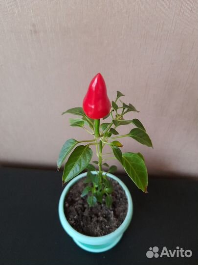 Комнатный перчик