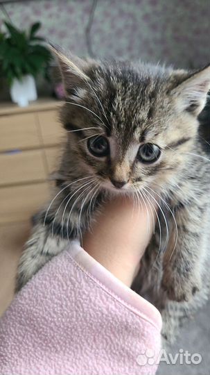 Котята мышеловы в добрые руки