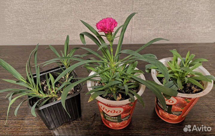 Гвоздика ампельная