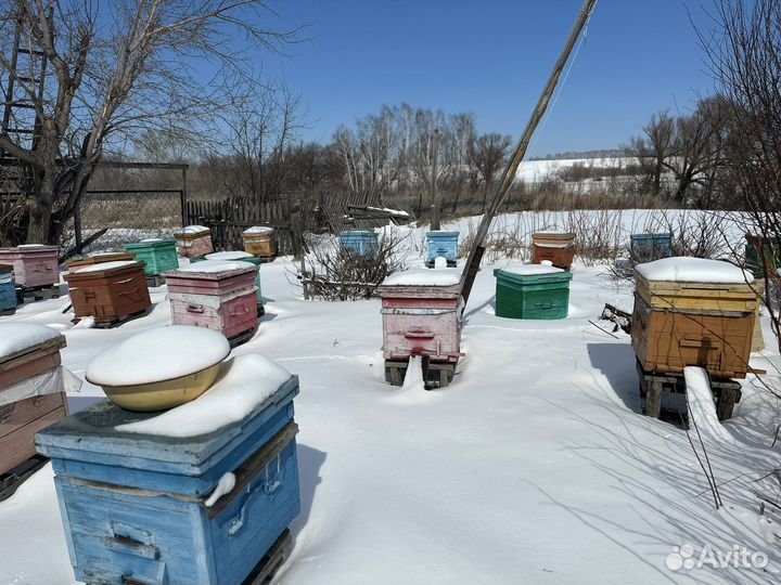 Пчелы с ульями