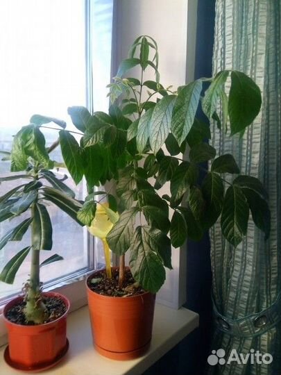 Спатодея семена