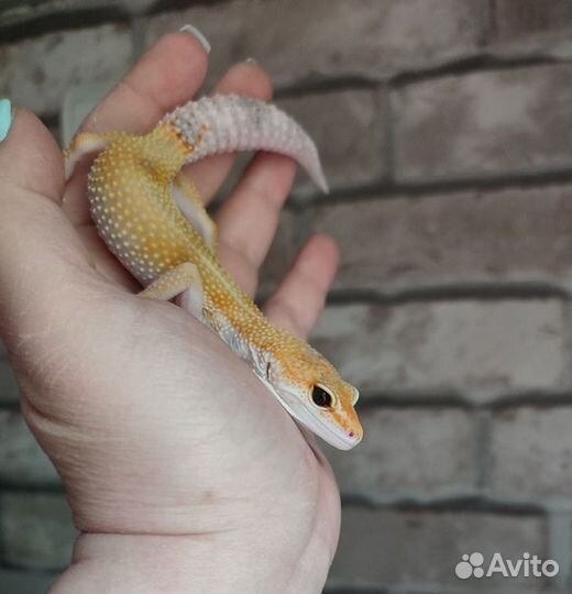 Пятнистый эублефар, леопардовый геккон, самка