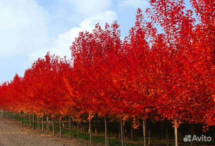 Клен гиннала