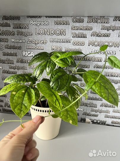 Комнатные цветы-клеродендрум томсони