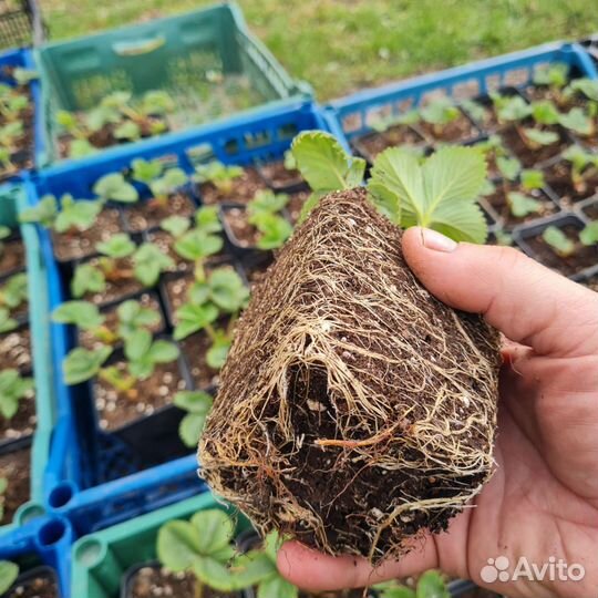 Рассада клубники