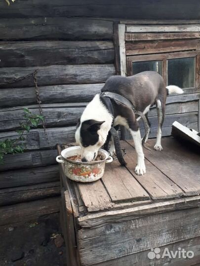 Собака в добрые руки