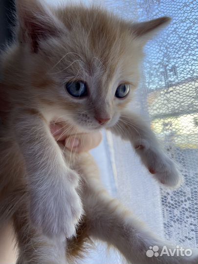 Бесплатно в добрые руки котята