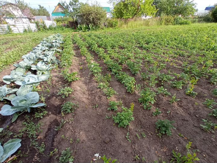 Участок 6 сот. (СНТ, ДНП)