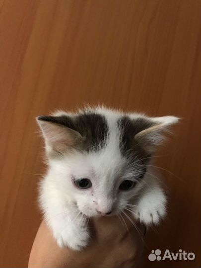 Котёнка отдам даром