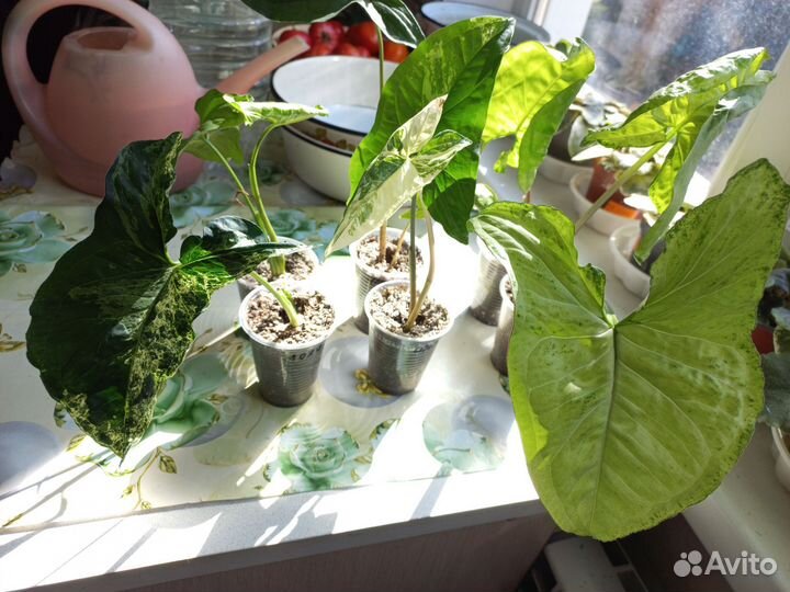 Сингониум укорененные детки