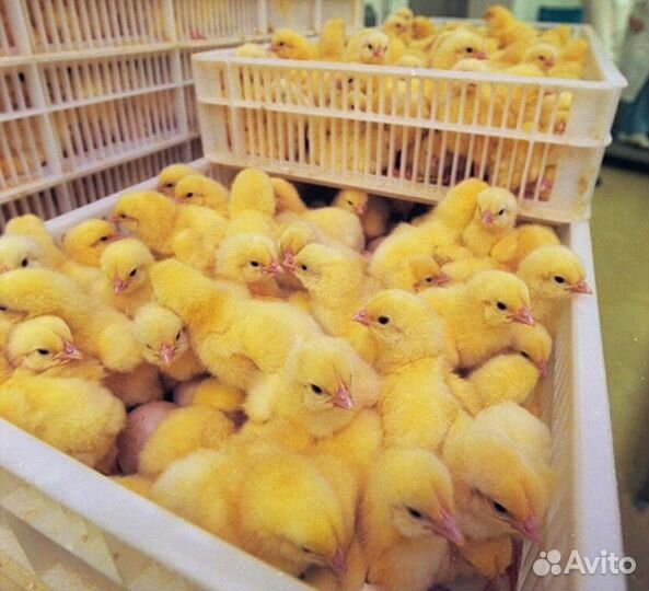 Цыплята бройлеры кобб 500