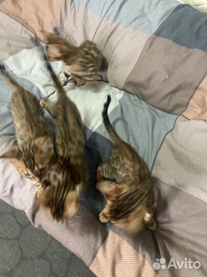 Бенгальские котята