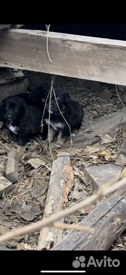 Щенки алабай и немецкой овчарки