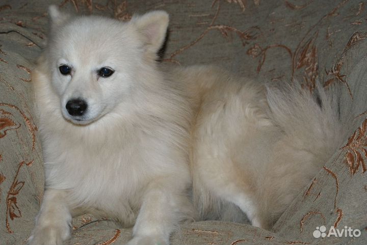 Девочка японского шпица в добрые руки