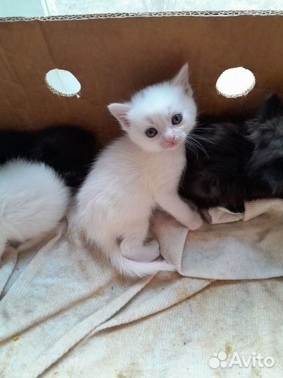 Британские котята