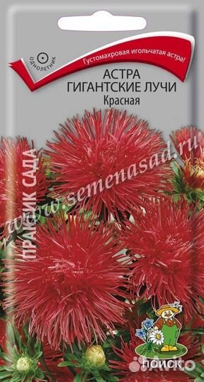 Астра Гигантские лучи Красная