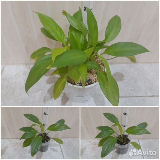 Спатифиллум Лемон Глоу, Кротон, Фикус, Рафидофора