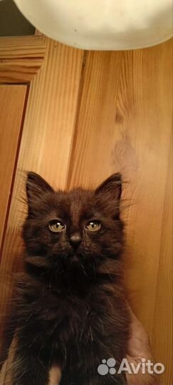 Кошка крыселовка