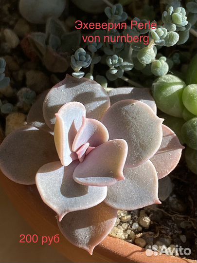 Суккуленты