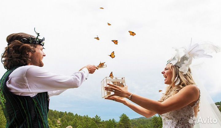 Франшиза Салюты из Живых Тропических Бабочек 3174