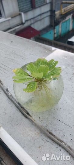 Растение в аквариум, пистия « водоросли »