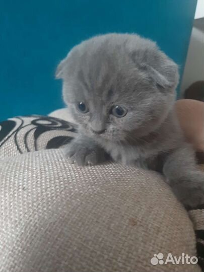 Шотландские плюшевые котейки