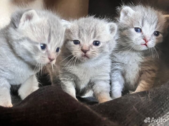 Котята