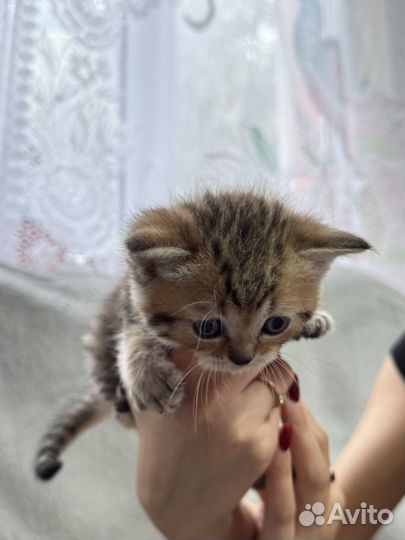 Шотландский котенок, мальчик