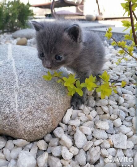 Котятки серые