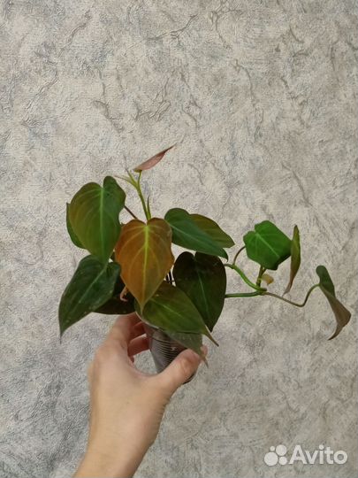 Филодендрон