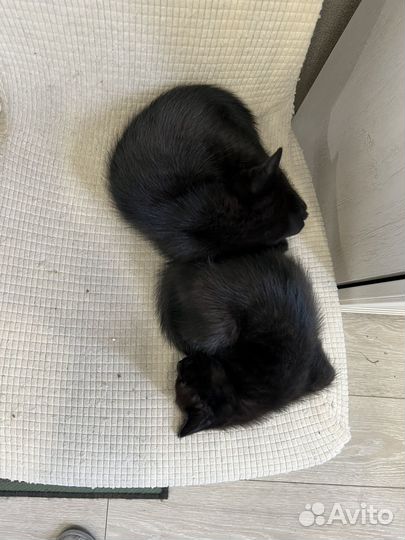 Черный котенок мальчик в добрые руки