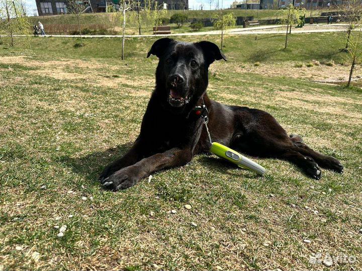 Лабродор (метис)