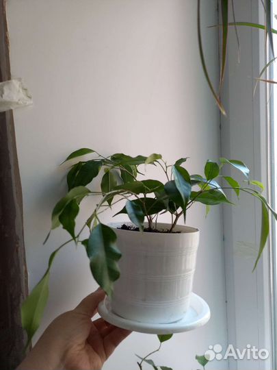 Фикус бенджамина