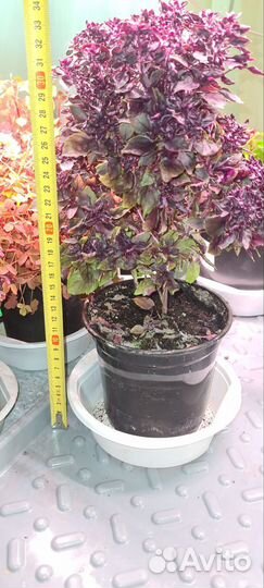 Базилик Пурпурный шар(мелколистный) многолетний