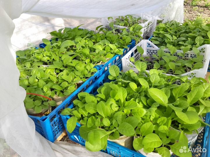 Рассада табака