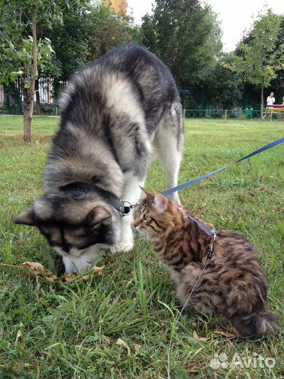 Малыши курбобики