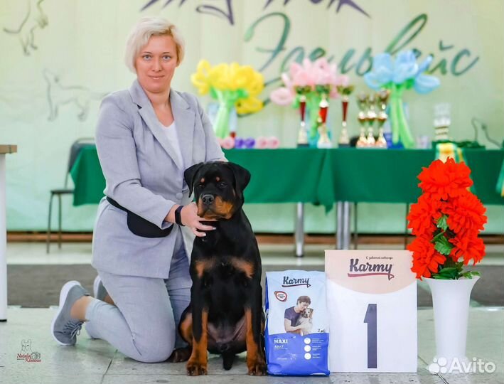 Хендлер. Подготовка и показ на выставке собак