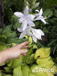 Анемона Хоста Папоротник